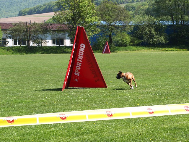 www.atibox.net * www.euroboxer.eu * www.boxergenealogia.eu